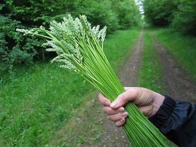 A wild person holding a bunch of edible plants on a dirt road, surviving in nature.